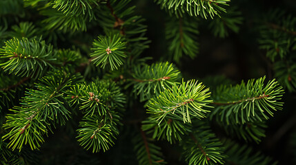 bright green pine needles set against dark, shadowy background
