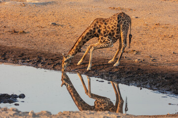 Namibian giraffe (Giraffa camelopardalis angolensis) drinking from a waterhole at sunrise in Etosha National Park, Namibia  © Chris