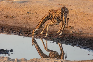 Zelfklevend Fotobehang Namibian giraffe (Giraffa camelopardalis angolensis) drinking from a waterhole at sunrise in Etosha National Park, Namibia  © Chris