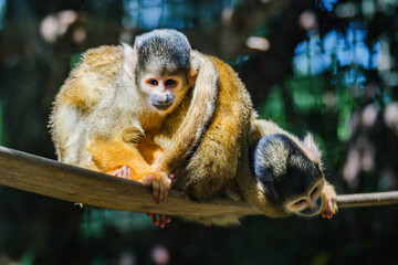 Bolivian Squirrel Monkeys