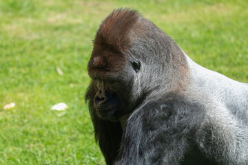 Male Silverback Western Low Land Gorilla