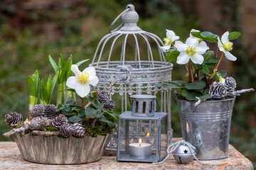 vintage Garten-Arrangement mit Christrosen, Laterne und Vogelkäfig
