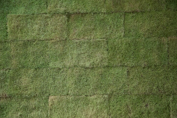 background of green grass turf