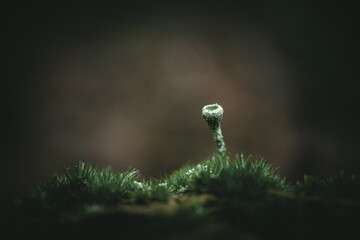 Obraz premium Moss in the forest