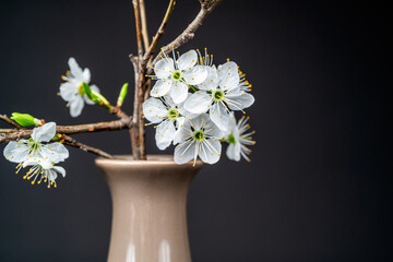Still life with a blossoming twig with white flowers in a vase on a black background, closeup view