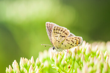 A butterfly is gathering honey