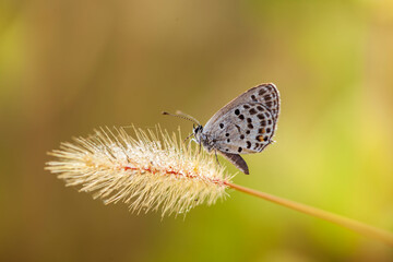 A butterfly is gathering honey