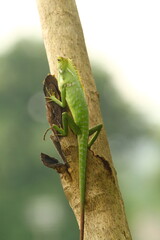 lizard on a tree