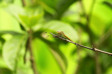 dragonfly on a branch