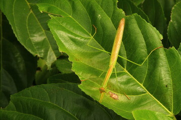 praying mantis of a tree