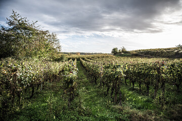 Fototapeta na wymiar french vineyard landscape,Winemaking and grape fields.