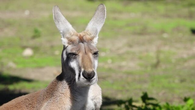 Great red kangaroo (macropus rufus) close up, slow motion