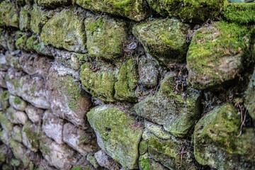 moss on wall stone