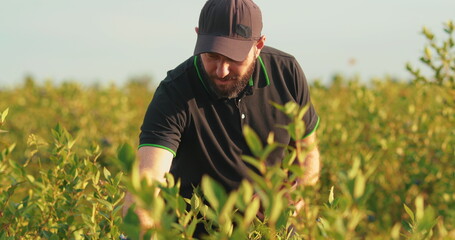 A man in a black T-shirt and cap examines blueberry bushes and collects berries.