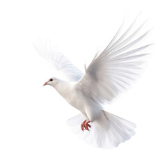  a flying white dove of peace  on transparency background PNG - obrazy, fototapety, plakaty