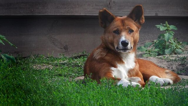 Australian dingo (canis dingo) lies on green grass