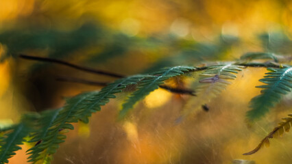 Fougères et bruyères sauvages, dans la forêt des Landes de Gascogne, pendant l'heure dorée