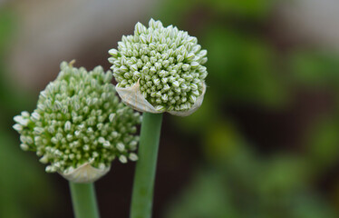 The head of an onion inflorescence.