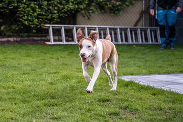 Happy white brown mix dog playing on green gras meadow in the Garden