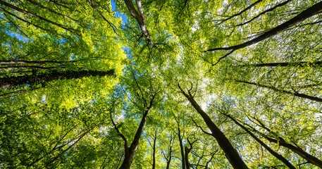 Treetop panorama of beech (fagus) and oak (quercus) trees in a forest in Hemer Sauerland on a...