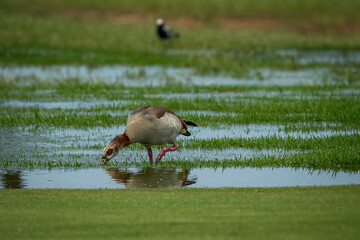 Egyptian goose drinking water from a puddle on grass