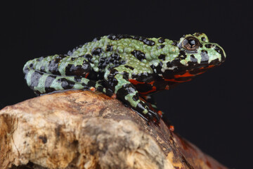 An Oriental Fire-bellied Toad on a tree trunk
