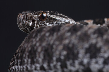 A Pygmy Rattlesnake resting on a rock
