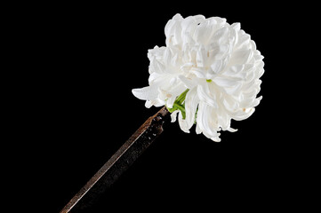 Old rusty rasp file and chrysanthemum on a black background.