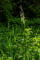 Meadow grass meadow with the tops of stele panicles. Poa pratensis green meadow european grass