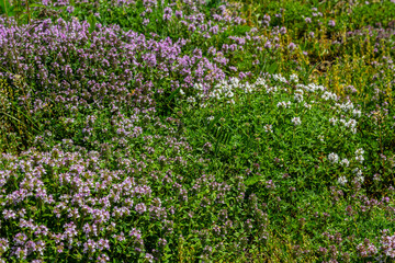 Blossoming fragrant Thymus serpyllum, Breckland wild thyme, creeping thyme, or elfin thyme close-up, macro photo. Beautiful food and medicinal plant in the field in the sunny day