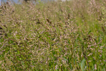 Meadow grass meadow with the tops of stele panicles. Poa pratensis green meadow european grass