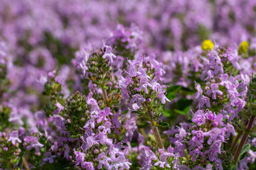 Obraz premium Blossoming fragrant Thymus serpyllum, Breckland wild thyme, creeping thyme, or elfin thyme close-up, macro photo. Beautiful food and medicinal plant in the field in the sunny day