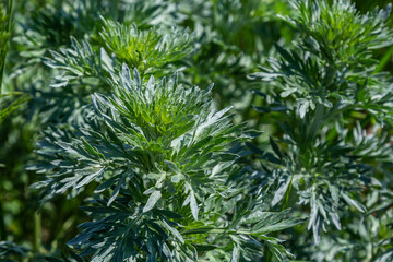 Silver green Wormwood leaves background. Artemisia absinthium, absinthe wormwood plant in herbal...
