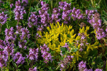 Obraz premium Sedum acre, Sedum album is the perennial herbaceous succulent plant with numerous rising stems covered with small thick leaves