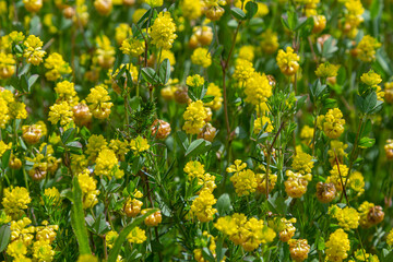 Obraz premium Trifolium campestre or hop trefoil flower, close up. Yellow or golden clover with green leaves. Wild or field clover is herbaceous, annual and flowering plant in the bean or legume family Fabaceae