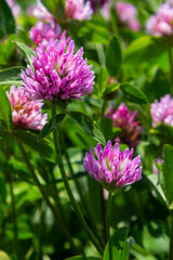 Fototapeta premium Trifolium pratense, red clover. Collect valuable flowers fn the meadow in the summer. Medicinal and honey-bearing plant, fodder and in folk medicine medically sculpted wild herbs