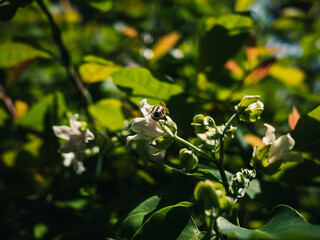 Flowers in the garden