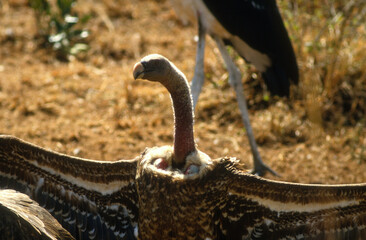 Vautour de Rüppell,.Gyps rueppelli , Rüppell's Vulture, Parc national du Serengeti, Tanzanie