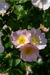 From above closeup of colorful Rosa canina flower with pink petals and stamens growing in garden on blurred background