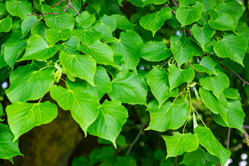 Fototapeta na wymiar Tilia cordata leaves and fruits growing on tree branches