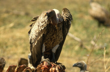 Vautour de Rüppell,.Gyps rueppelli , Rüppell's Vulture, Parc national du Serengeti, Tanzanie