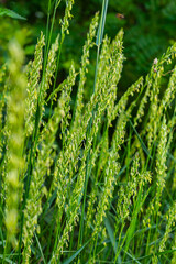 In the meadow, in the wild grows grass and weeds Elymus repens