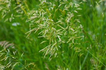 Cereal grass bromus grows in the wild