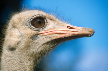 Autruche d'Afrique,.Struthio camelus, Common Ostrich, Afrique