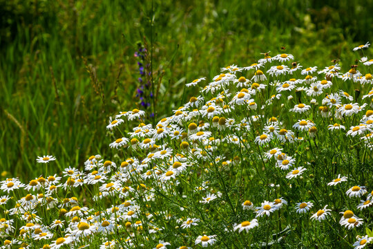 Tripleurospermum inodorum, wild chamomile, mayweed, false chamomile, and Baldr's brow, is the type species of Tripleurospermum