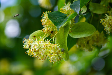 Tilia cordata linden tree branches in bloom, springtime flowering small leaved lime, green leaves in spring daylight