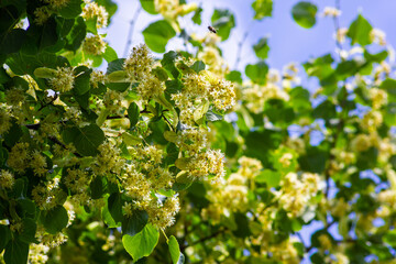 Linden tree flowers clusters tilia cordata, europea, small-leaved lime, littleleaf linden bloom. Pharmacy, apothecary, natural medicine, healing herbal tea, aromatherapy. Spring background