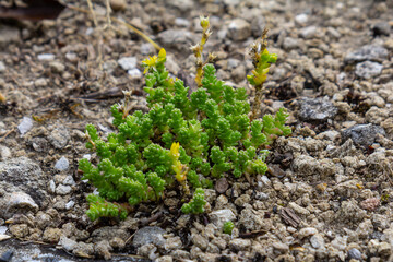 Sedum acre, Sedum album is the perennial herbaceous succulent plant with numerous rising stems covered with small thick leaves