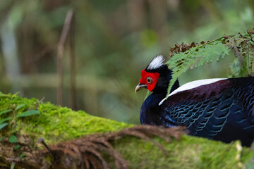 Swinhoe's pheasant male, endemic bird of Taiwan
