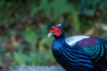 Swinhoe's pheasant male, endemic bird of Taiwan
